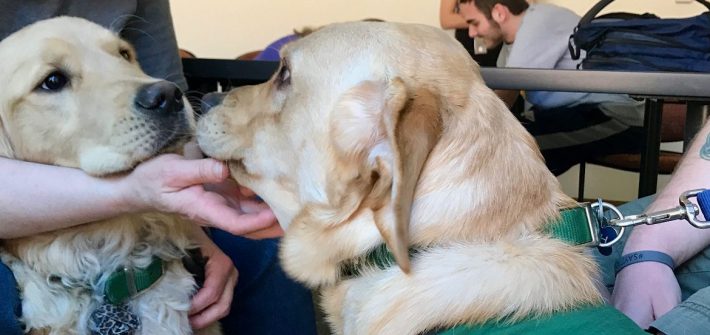 two golden labs nose to nose while wearing green Seeing Eye Dog vests