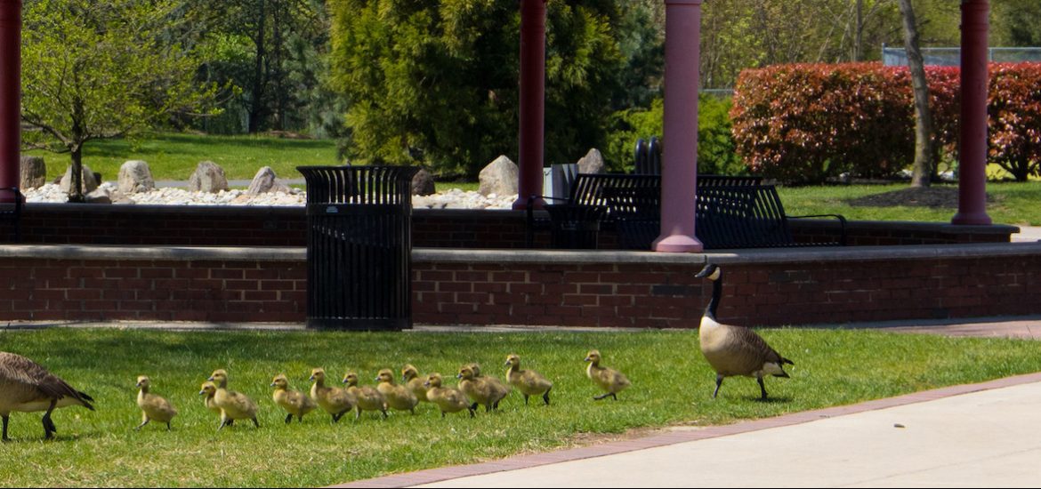 Geese crossing rowan university campus in front of chestnut