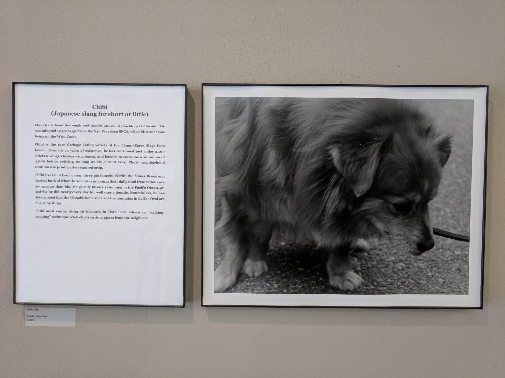 A pooping dog photo of a medium sized fluffy dog named Chibi.