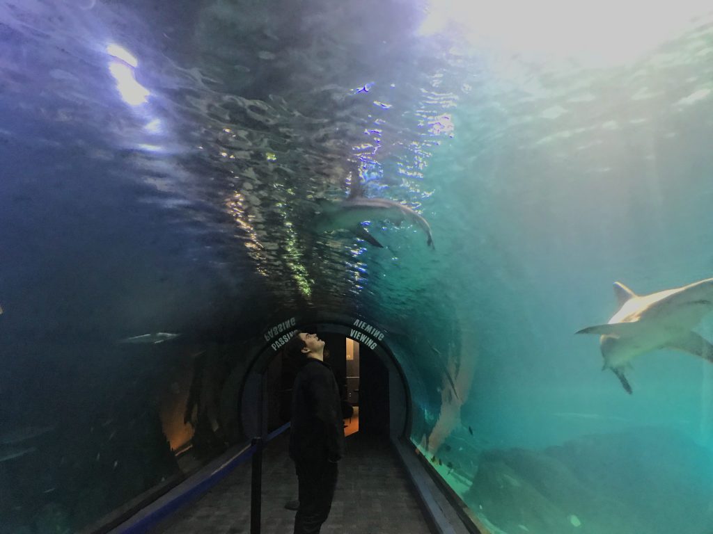 inside a shark tunnel, looking up and around at the sharks through the glass