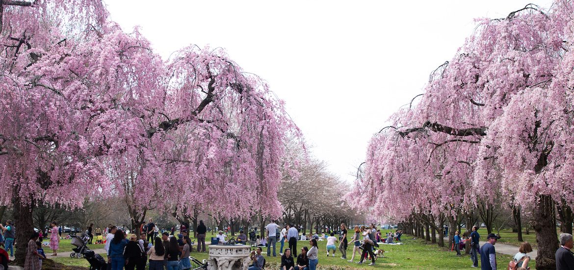 20 Minute Radius Philadelphia Cherry Blossom Festival