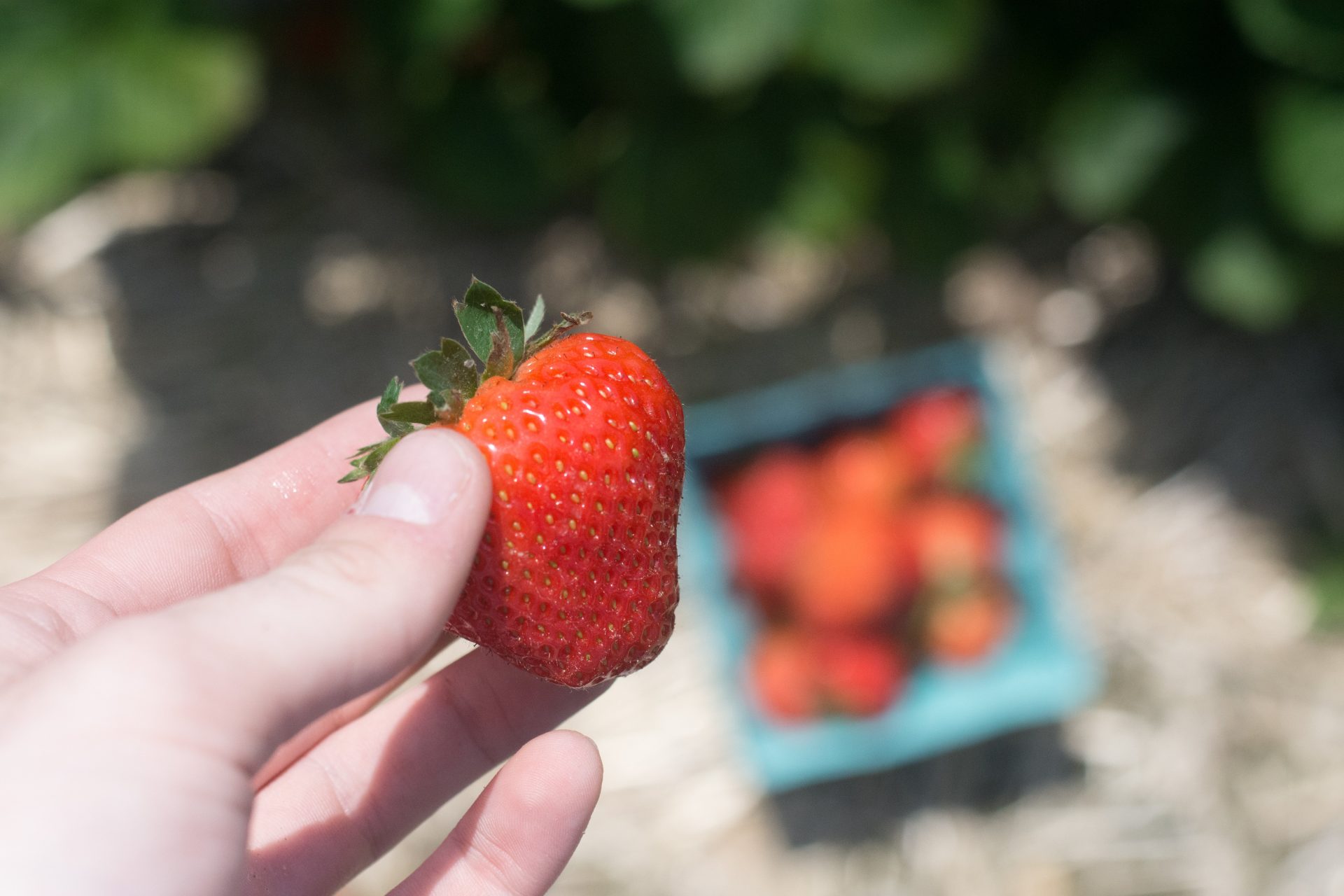 Strawberry at Rowand's Farm