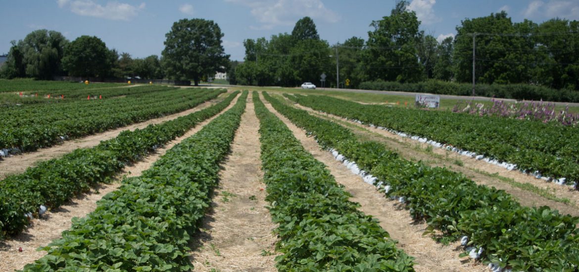 Rowand's Farm, a view of the strawberry picking area