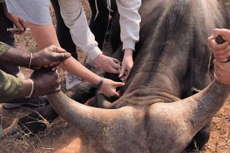 Fiona and Nicolette giving a dewormer injection to a buffalo