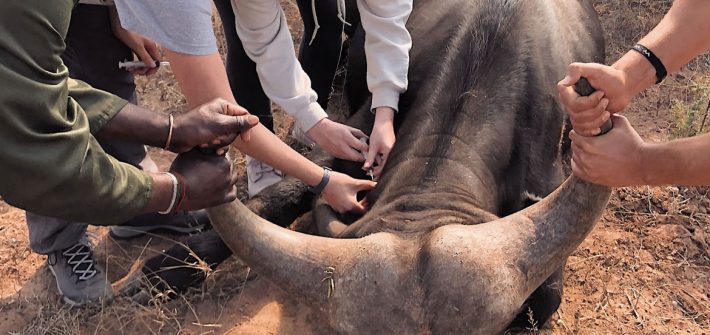 Fiona and Nicolette giving a dewormer injection to a buffalo