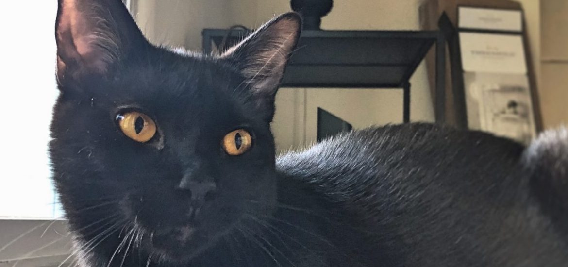 PROF pet Salem the cat, owned by advertising major Justin Borelli.