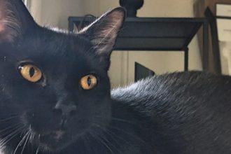 PROF pet Salem the cat, owned by advertising major Justin Borelli.