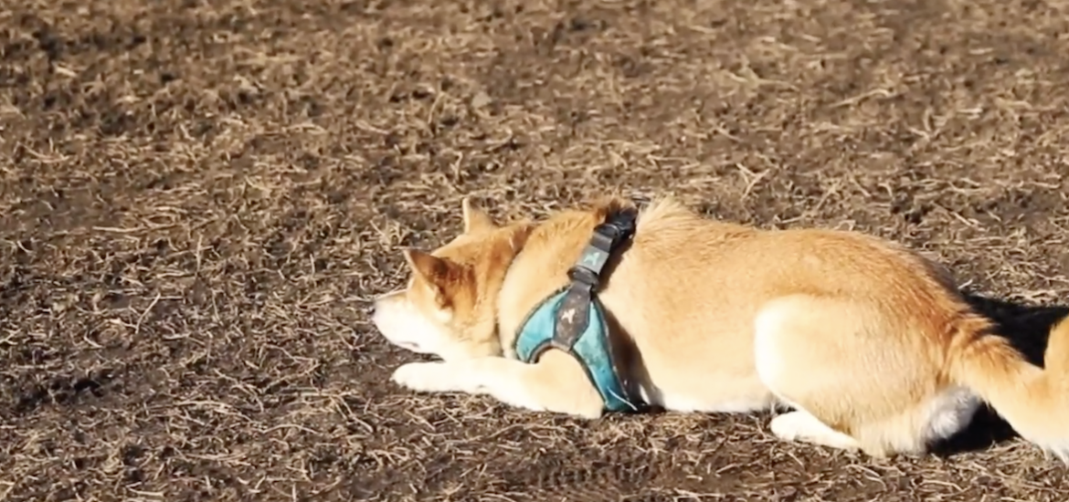 a dog lying on the ground wearing a harness