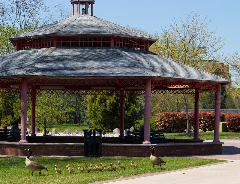 A row of baby geese follow their mother outside the gazebo.