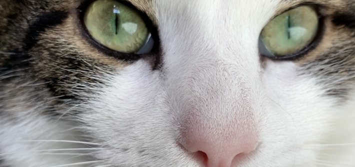 a close up photo of Harison the cat.