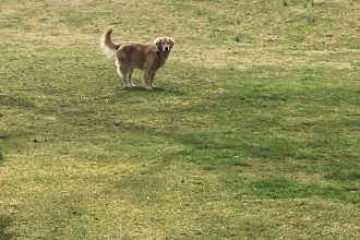 Riley the golden retriever stands in the middle of large yard.