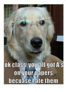 Professor Dog. Caption says ok class, you all got A's on your papers, because I ate them.