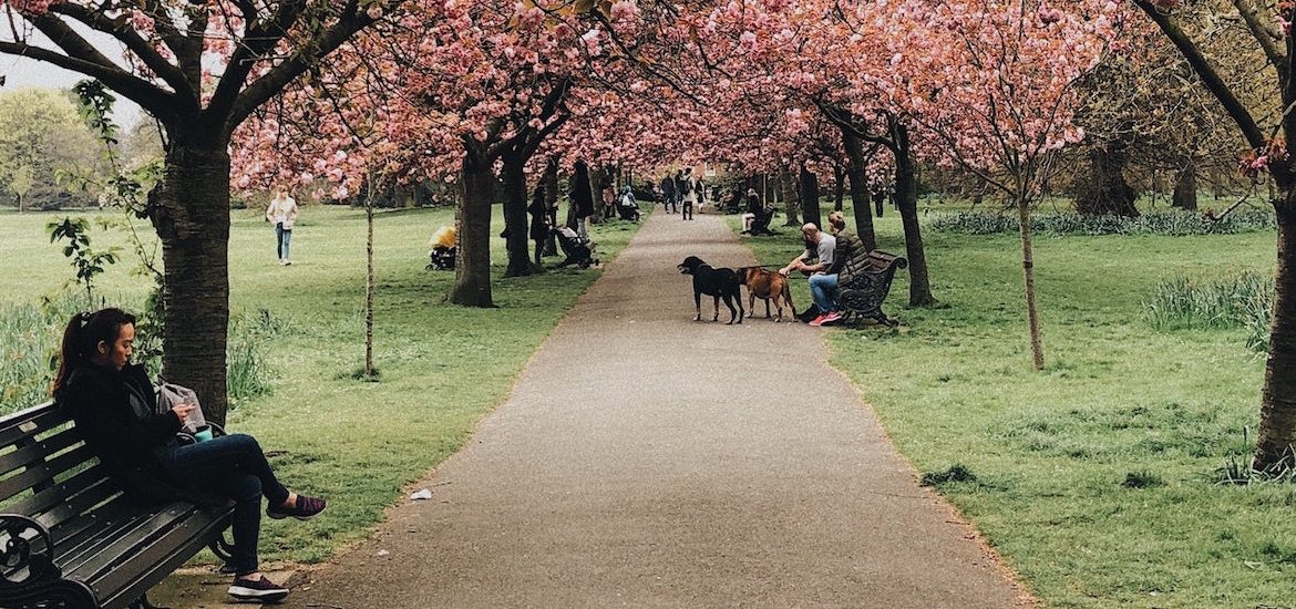 Far away image of person walking dog at a park under a cherry tree.
