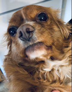 A close up of a long-haired brown dog with big eyes.