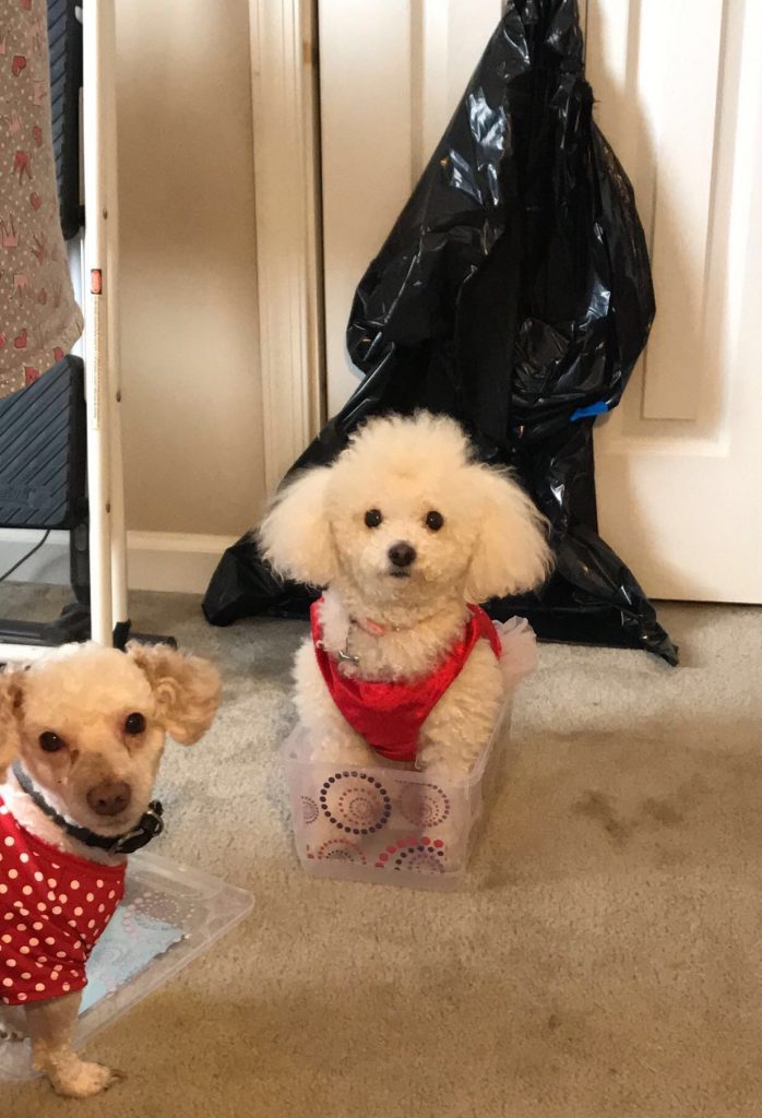 A picture of Tatianna's two dogs.