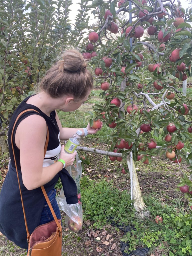 Olivia picking apples.