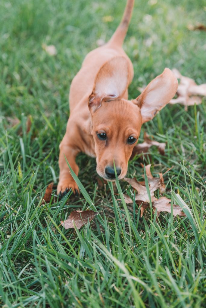 Slinky running in the grass.