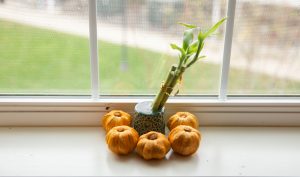 Small green bamboo plant with mini pumpkins around it.