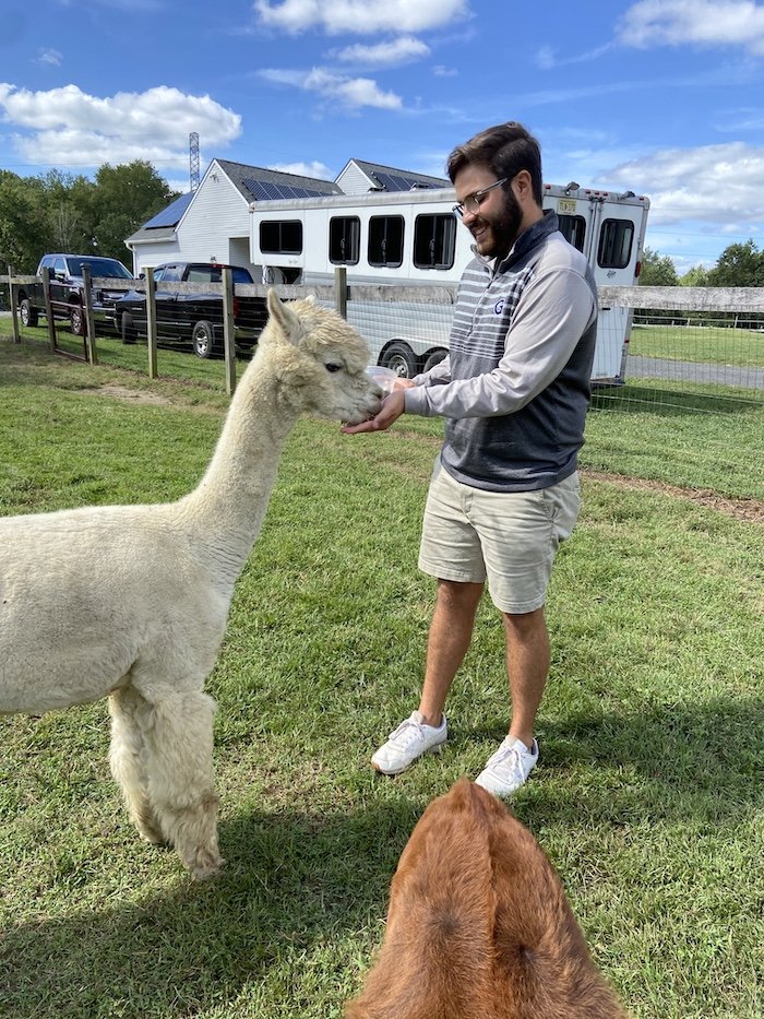 Dayne feeding a white Alpaca.
