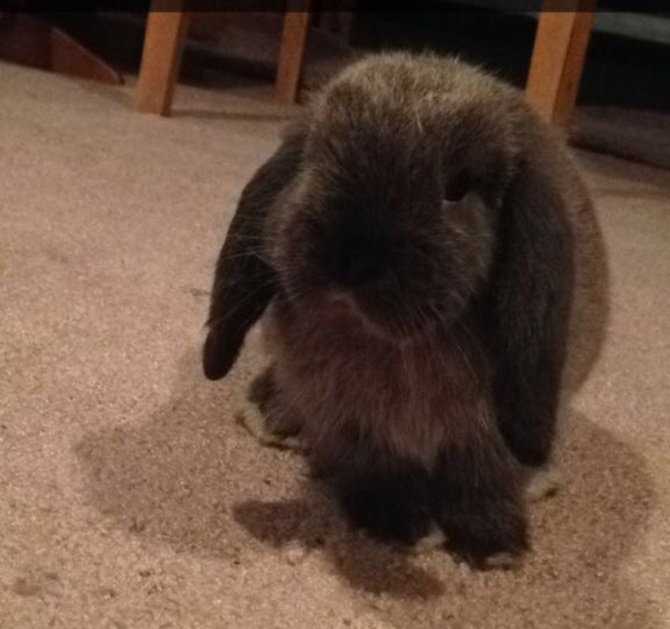 Taylor's bunny, Cooper.