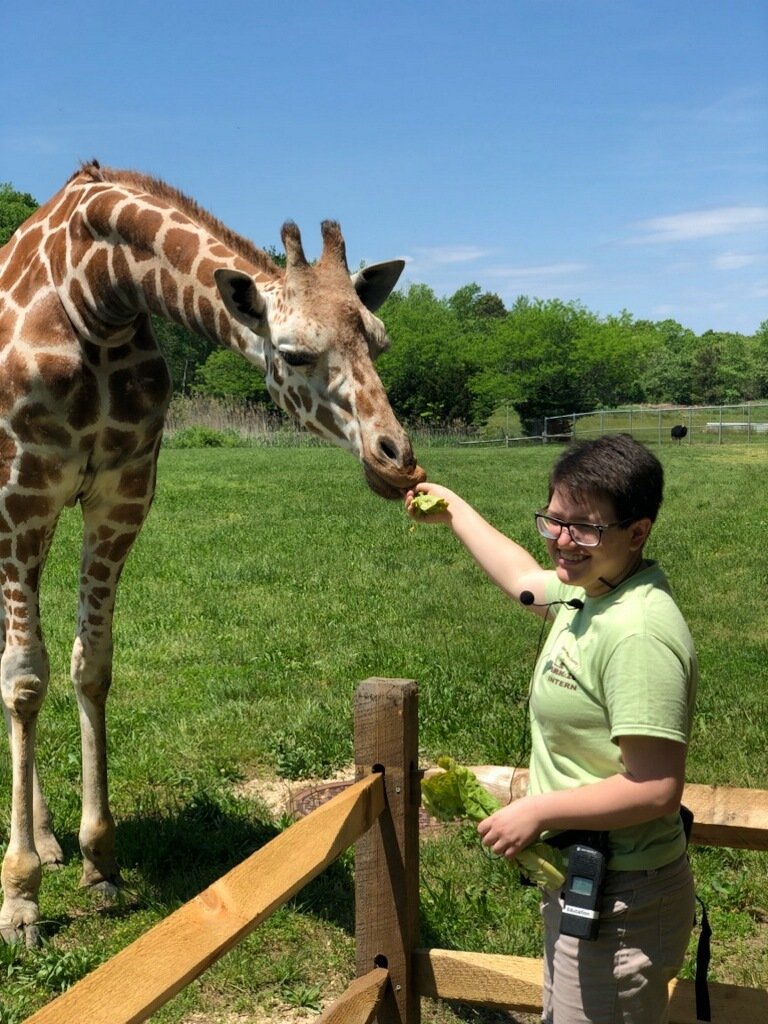 Allison feeding a giraffe while she was interning at the zoo.