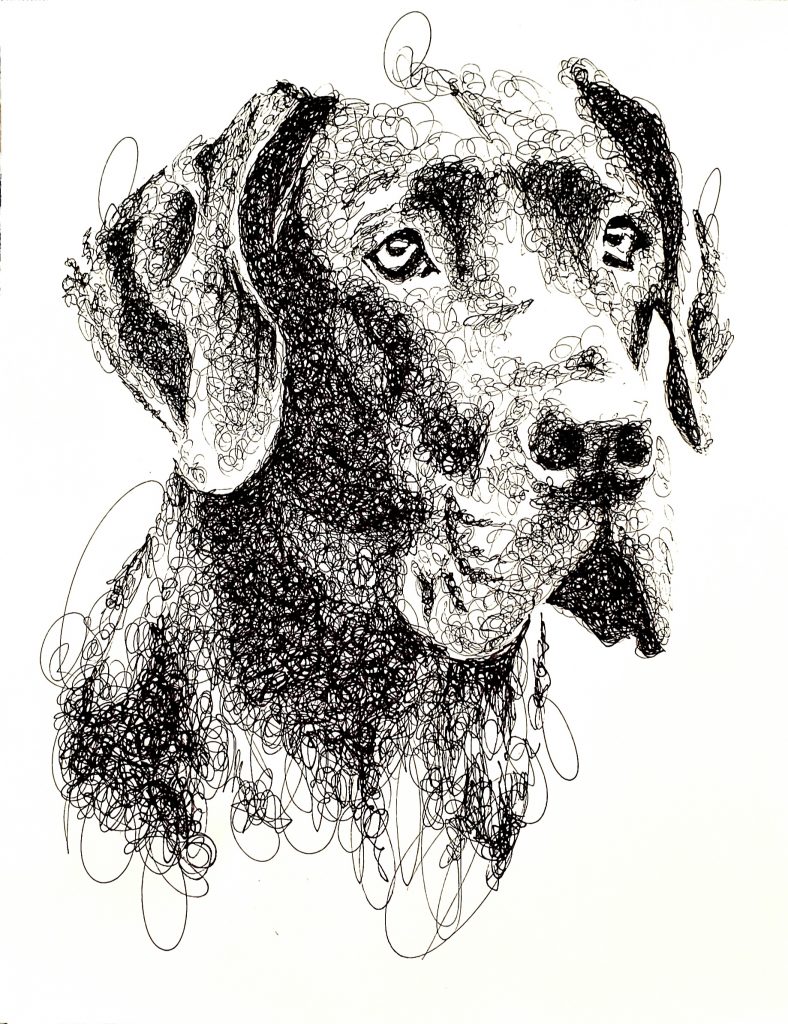 Abby Leitinger's Great Dane", a pen and ink drawing part of her pets series. 