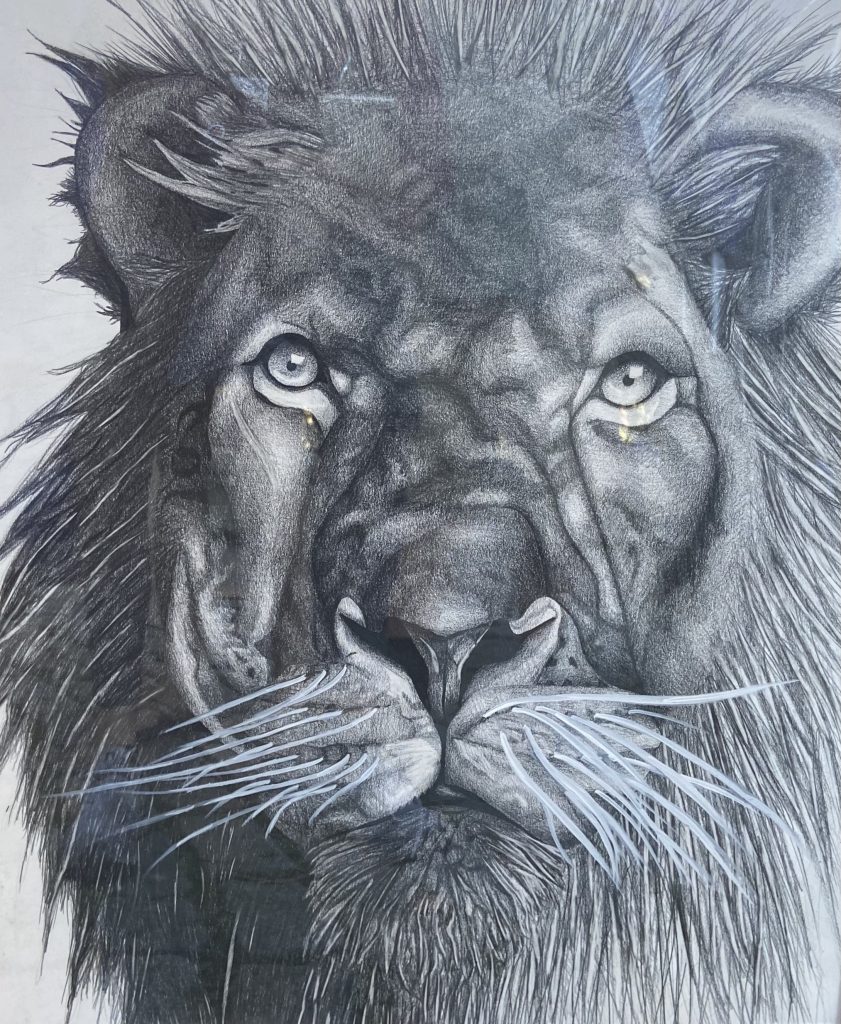 Taylor Brown's 22 x 30 inch graphite drawing of a lion.