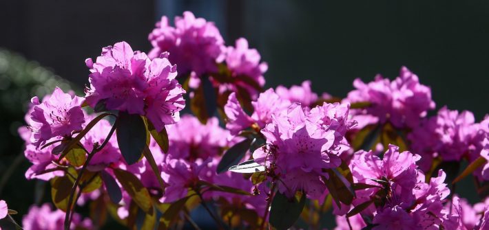 Purple azaleas near Hollybush.