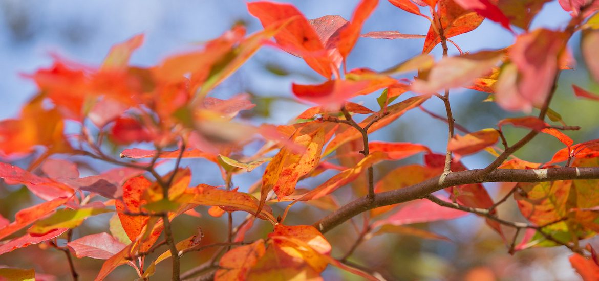 Autumn leaves on Rowan's campus.