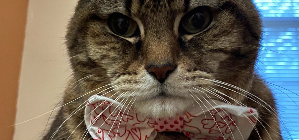 Close up shot of Reginald the cat wearing a bowtie.