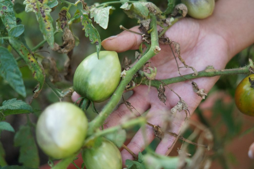Tomatoes in the community garden.