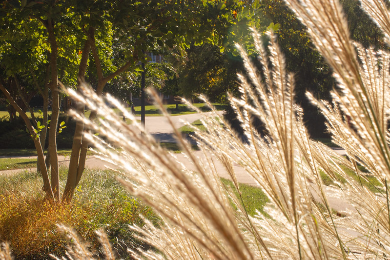 A golden hued campus beauty photo showing golden decorative grasses and trees about to change color. 